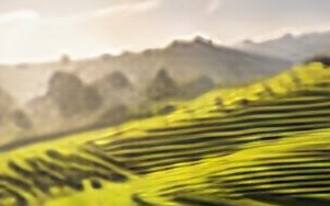 Terraced green hills at sunrise